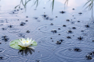 The Importance of Rain in Buddhism 